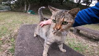 公園で散歩していたら野良猫が付いてきた