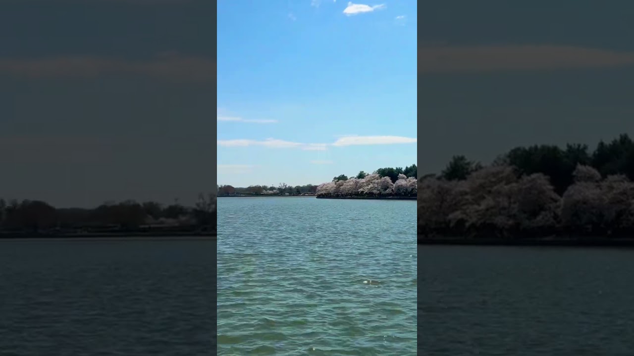 Washington DC Cherry Blossom 