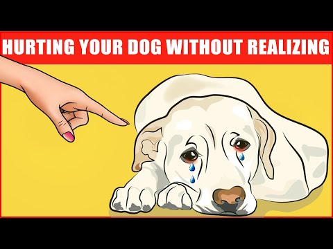 14 Ways You Are Hurting Your Dog Without Realizing It