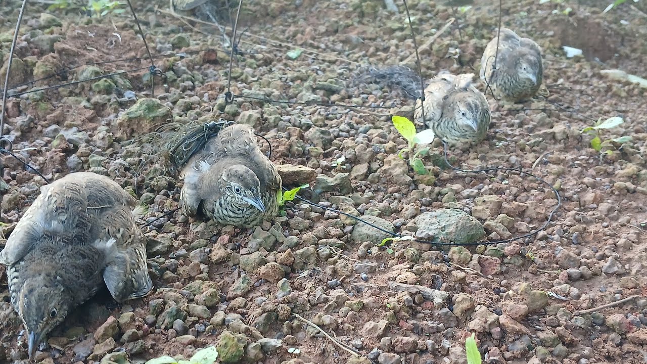 Bẫy cút đêm # tiếng cút  đêm...hướng dẫn cách đánh cút đêm luôn luôn đạt hiệu quả cao