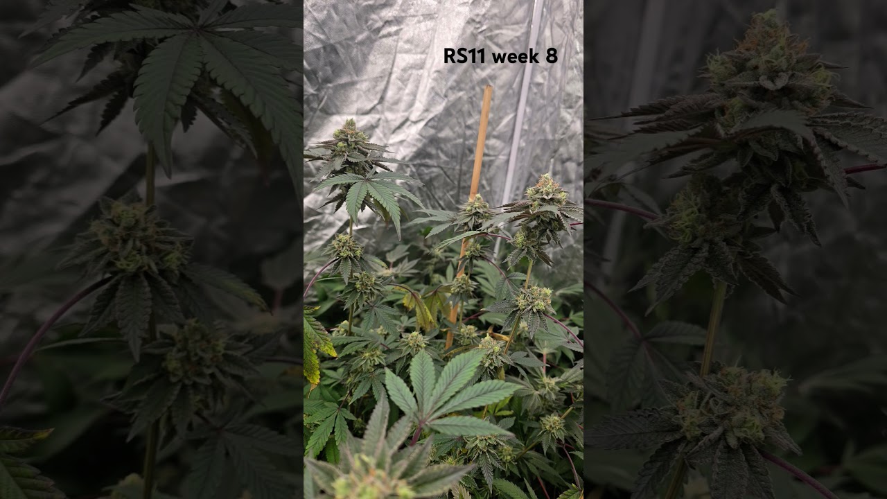 Rainbow Sherbet #11 in week 8 of flowering. 