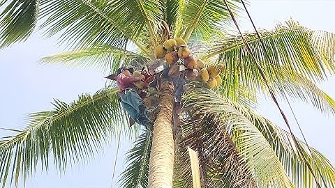 Cưa  cây  dừa  siêu  trái  gần  dây điện  .Cưa  cây  kỷ thuật  cao