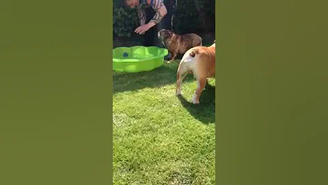 My bullie doing a flip