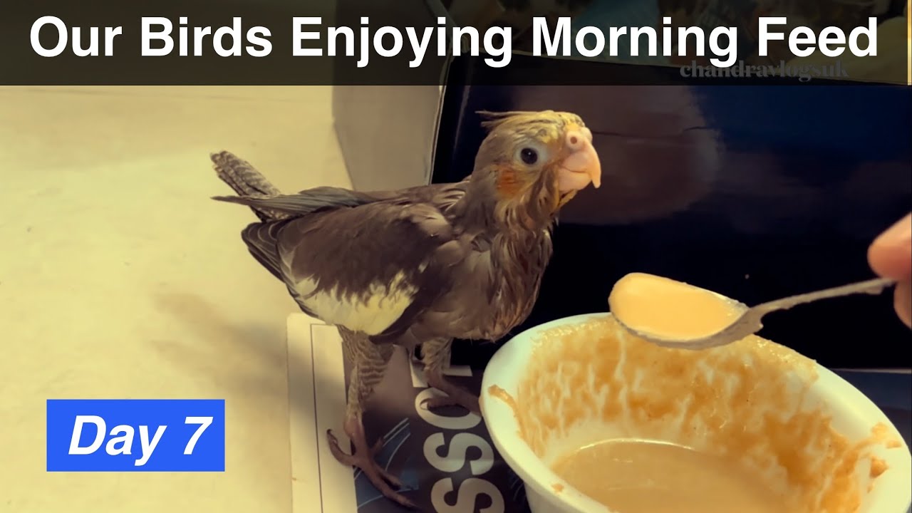 D7E1 Morning Food For Cockatiel Babies Birds 