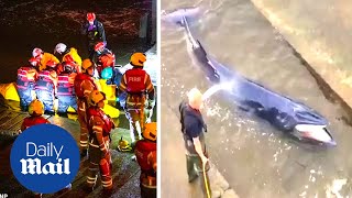Minke whale in Thames: Vets and RNLI battle to save baby whale stranded in the river