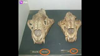 Asiatic lion and tiger skull comparison. Asiatic lion and tiger skull comparison.