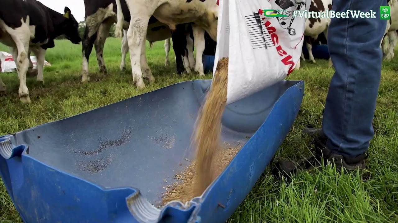 Martin Connolly - Virtual Beef Week