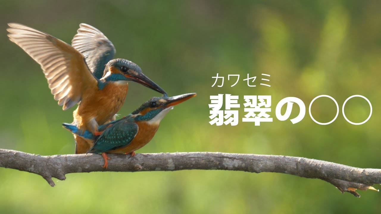 A great photo of a kingfisher! ~Wild birds in the breeding season