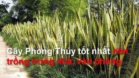Cây lưỡi hổ: Loại cây lọc độc tố cực tốt, đuổi vận xui, hút tài lộc mà ai cũng muốn trồng