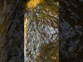 Sliding Stream Over Stone | No Talking, Real Nature #naturalambience#focusbackground#realnature