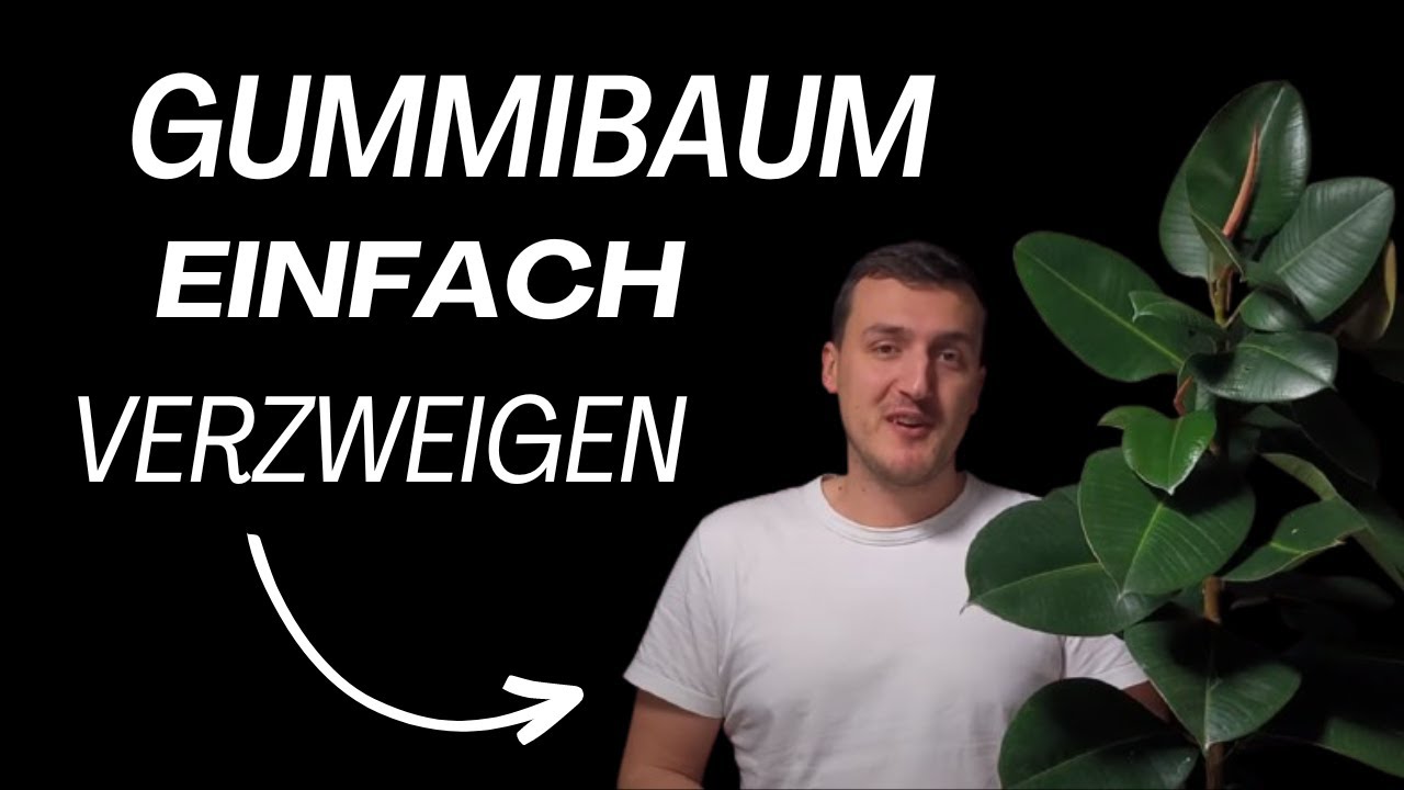 Gummibaum Verzweigen: Einfach Gemacht!