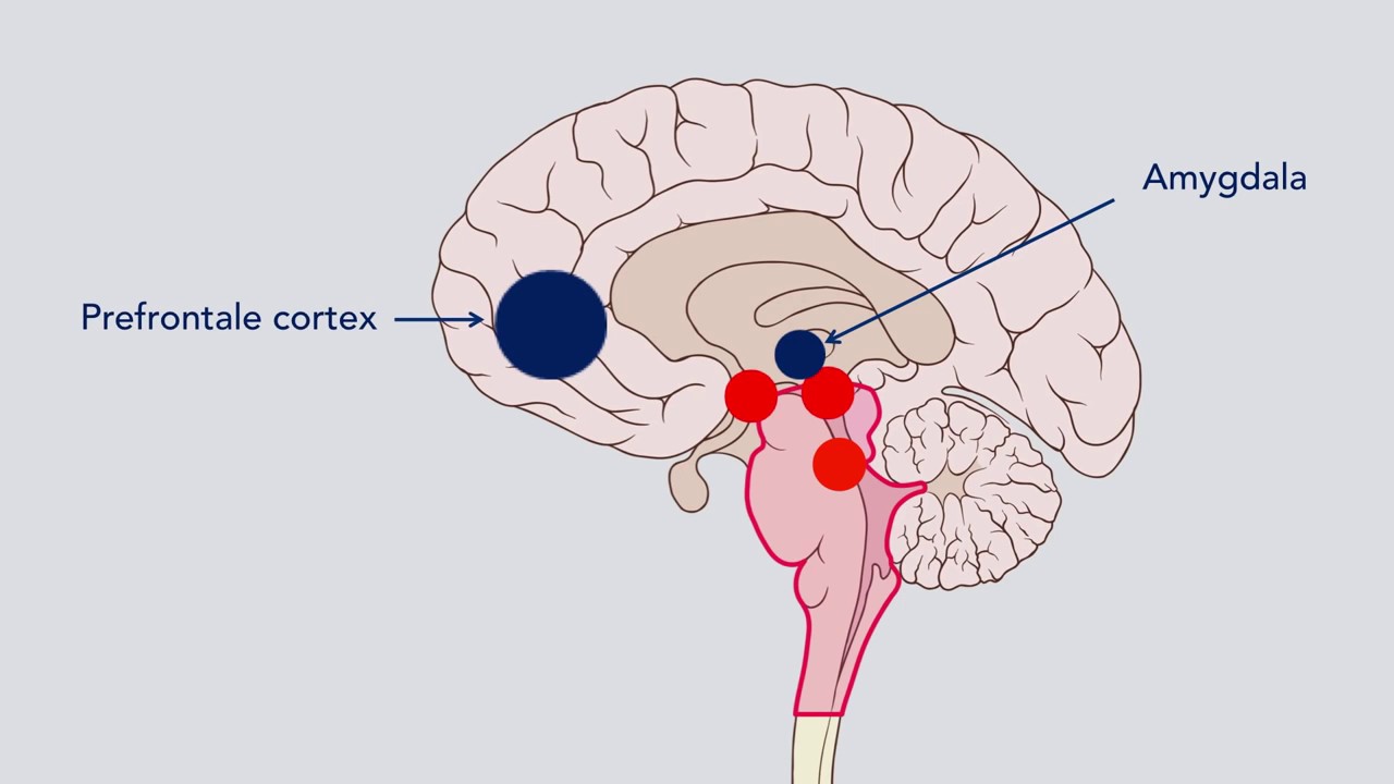 Stress en het brein kort - YouTube