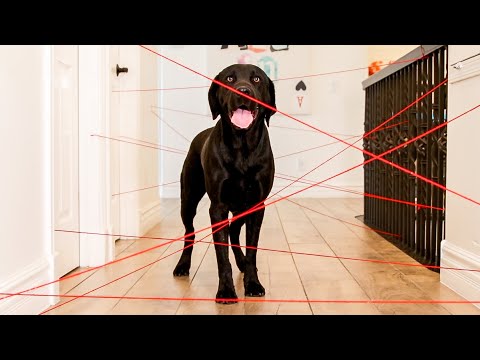 Labradors vs Laser Maze Experiment