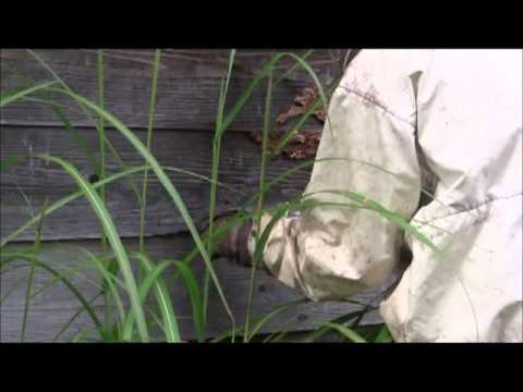キイロスズメバチ（Vespa simillima xanthoptera Cameron）の駆除 2010.9.24①