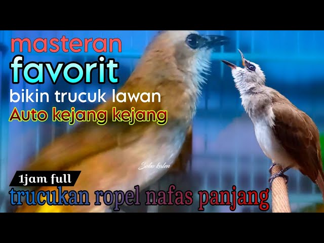 trucukan gacor ropel nafas panjang MASTERAN TERBAIK bikin lawan auto kejang class=