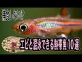 心癒される世界！エビと混泳できる熱帯魚10選【淡水魚 アクアリウム】