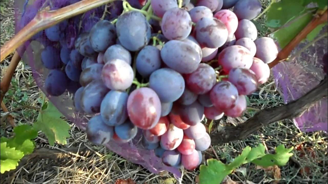 Виноград фавор описание сорта фото Виноград Рошфор: описание сорта, отзывы