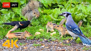  247  Cat Tv For Cats To Watch  Playful Chipmunks Squirrels And Birds 4k Cat Games
