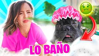 SE DEJARÁ BAÑAR ? BAÑANDO A UN PERRO FRENCHIE CON MANGUERA 🤣💦 Sandra Cires Art con LOKI