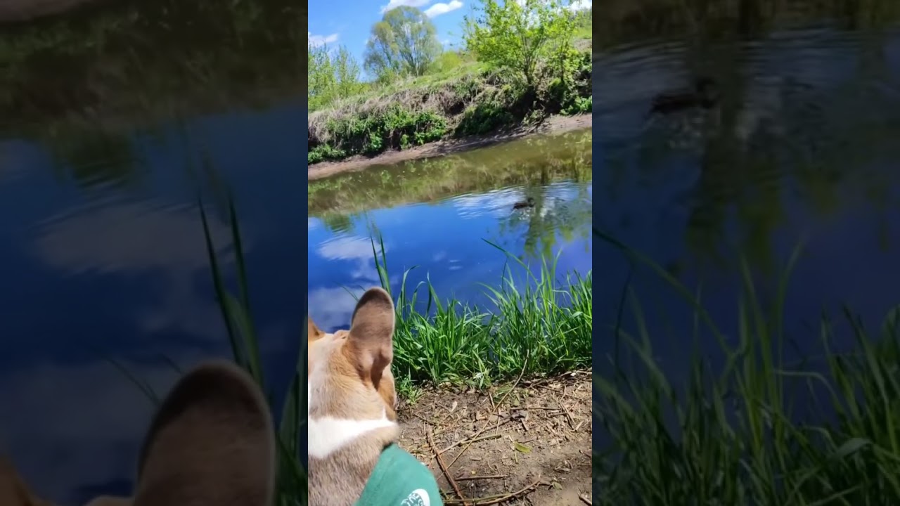 #bulldogfrances #frenchbulldog #tandemmtb #frenchie #puppy #frenchbulldoglife #pets #poki #bulldog