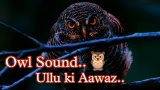 Bird Sounds Asian - Barred Owlet Call - Song Bird Photography