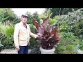 A Lockdown Tour of Designer Nick's Garden June 2020