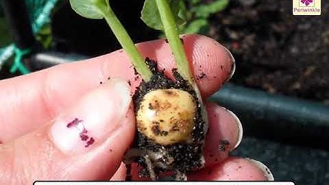 Germination of Seeds | Environmental Studies for Kids | Grade 5 | Periwinkle
