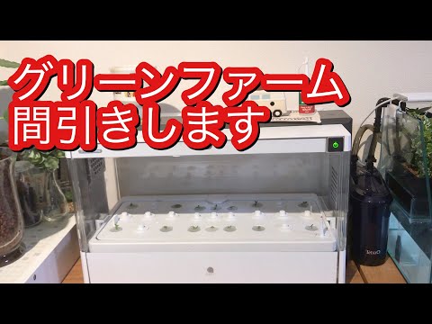 ユーイング水耕栽培器グリーンファーム11日経過したので間引きします