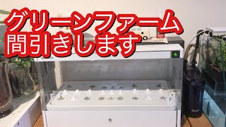 ユーイング水耕栽培器グリーンファーム11日経過したので間引きします