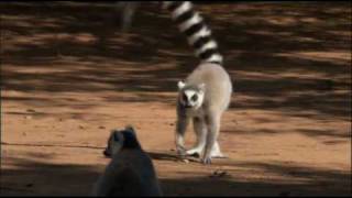 The Ring-tailed Lemur