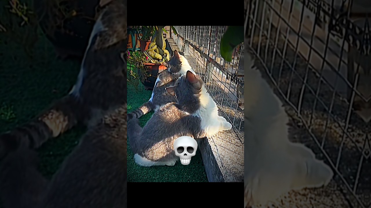 Cats can't synchronized ☠️