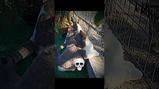 Cats can't synchronized ☠️