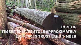 You can help stop timber theft
