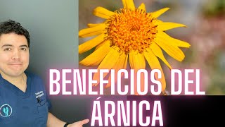 BENEFICIOS DEL ÁRNICA | EL ÁRNICA DESINFLAMA