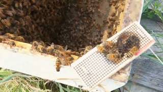 Requeening Aggressive Bee Hive