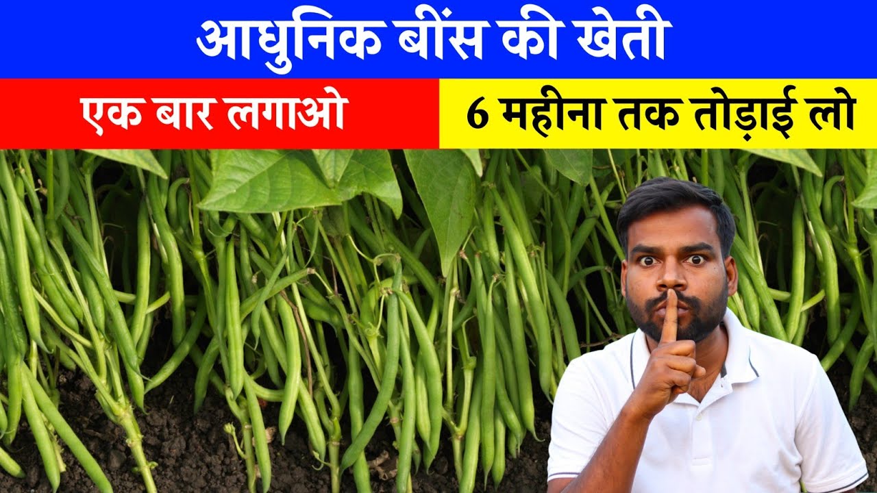 ऐसे करे बींस की खेती और 6 महीना तक तोड़ाई लो 🌱Morden Beans Ki Kheti 🤑