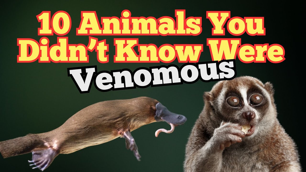 Not Just Snakes: 10 Animals You Had No Idea Were Venomous! - YouTube