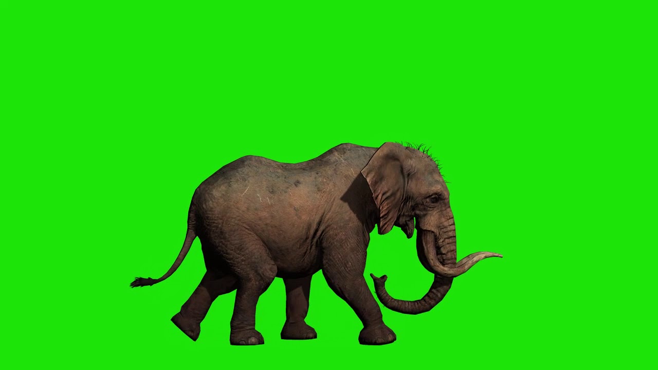 Elephant Green Screen - YouTube