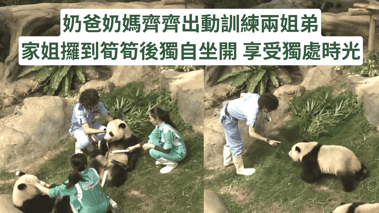 奶爸奶媽齊齊出動訓練兩姐弟聽指令 | 家姐攞到筍筍後獨自坐開 享受獨處時光 #panda #cutepanda #熊貓 #香港