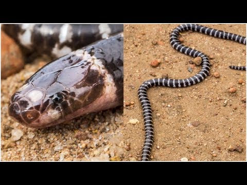 Video: I serpenti bandy bandy sono in pericolo?