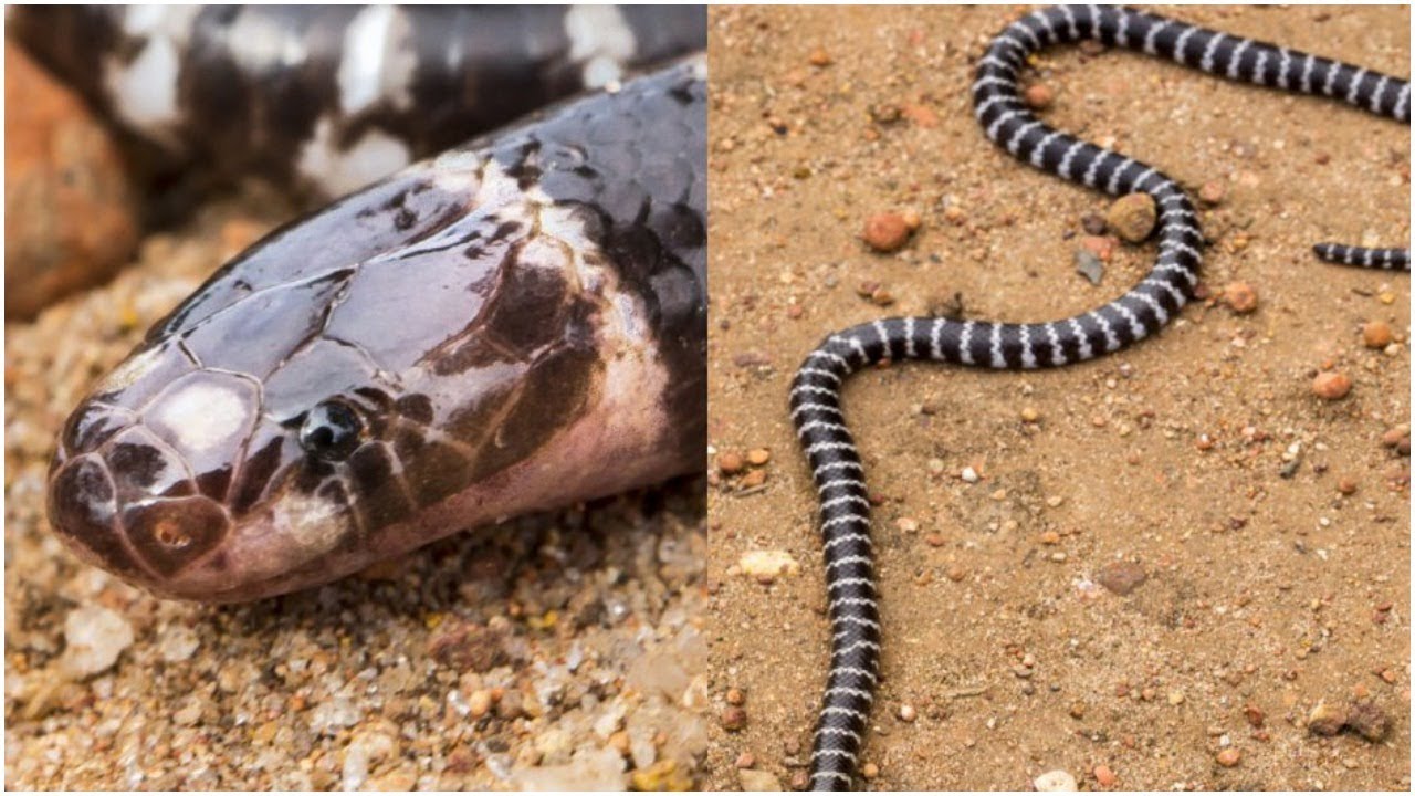 New Breed Of Extremely Venomous Snake Called The BandyBandy Is Discovered By Accident In New Breed Of Extremely Venomous Snake Called The BandyBandy Is Discovered By Accident In