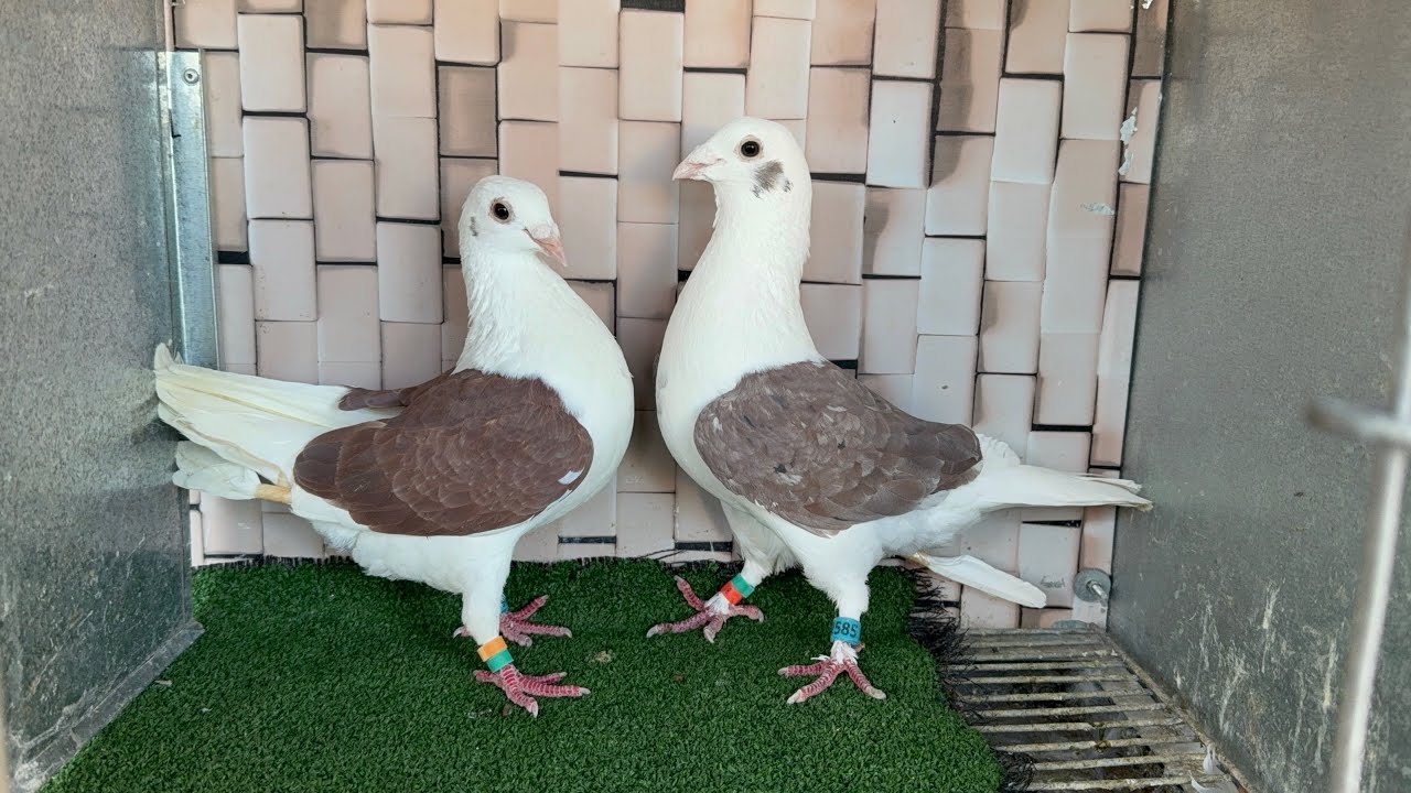 لوز والكركاع 🌙 في رمضان تولع باحسن 👌 ما كاين فحمام الزينة 🕊️ عند علشور حمام الزينة🫡