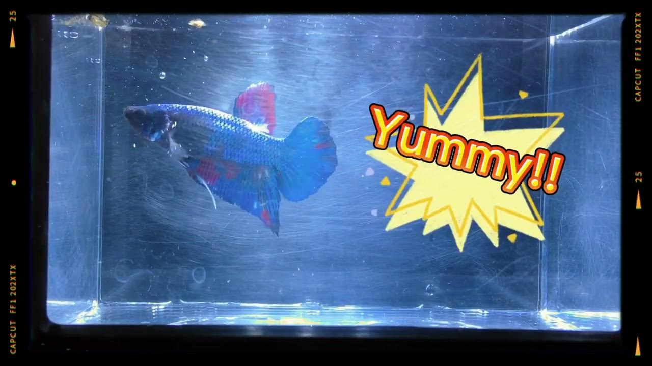 Feeding my Betta Bloodworms Freeze Dried Fish Food YouTube