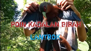 BERBURU‼️ DI ATAS GUNUNG POIN BURUNG KADALAN BIRAH atau BURUNG LANTROK