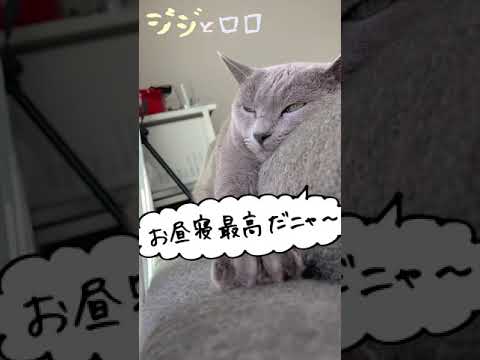 日向ぼっこでうたた寝するロシアンブルー