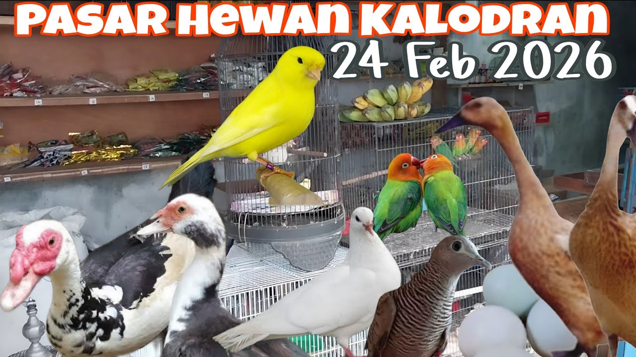Update Terbaru Harga Bebek,Entok, Burung Kenari,Perkutut,Pentet,Tekukur,Merpati Di Ps Hewan Kalodran
