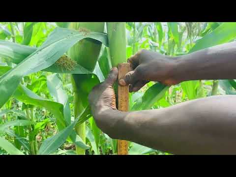 Video: 3 sätt att lägga kalium till en organisk trädgård