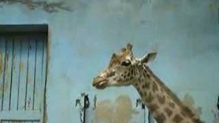 Giraffe  cleans nostrils with tongue
