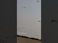 رمي كرك في افريقيا من صيد سيف الرعد