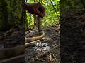 Unique Bow drill #primitivefirelighting #bushcraft